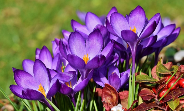 Šafrán, krokus, jarný kvet