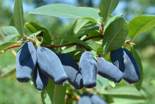 zemolez indigo gem