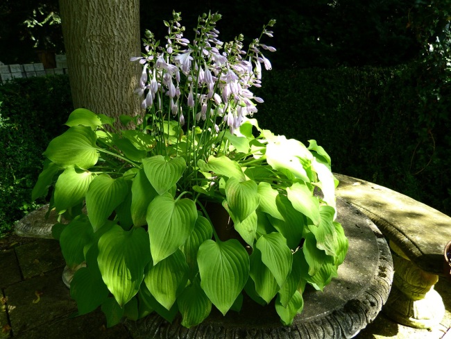 Hosta pestovanie trvalky v tieni