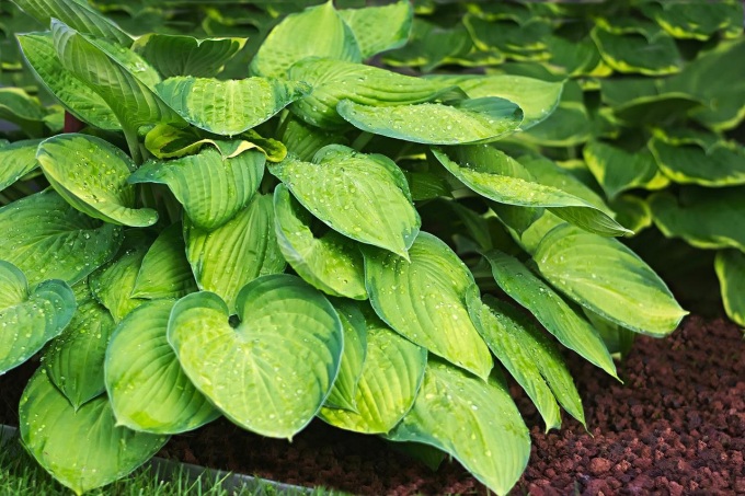 Hosta pestovanie trvalky v tieni