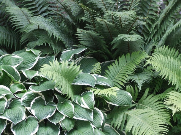 Hosta pestovanie trvalky v tieni