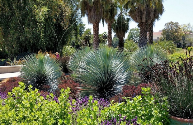 Yucca rostrata, juka stromová