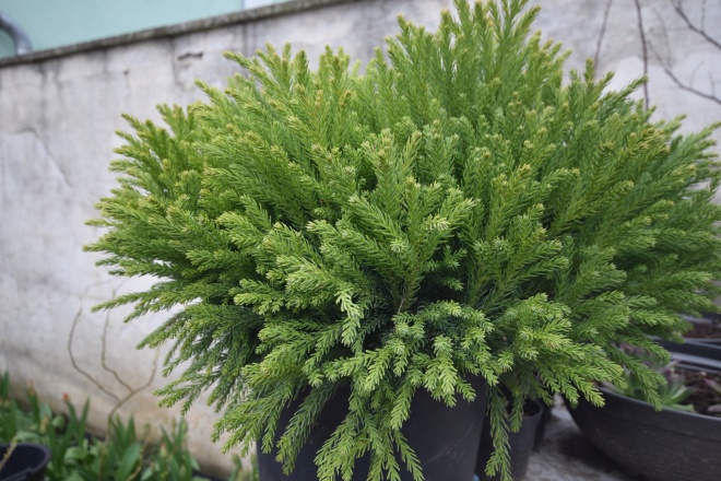kryptoméria globosa nana