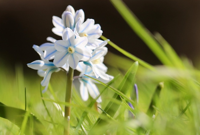 Pushkinia libanotica Puškínia