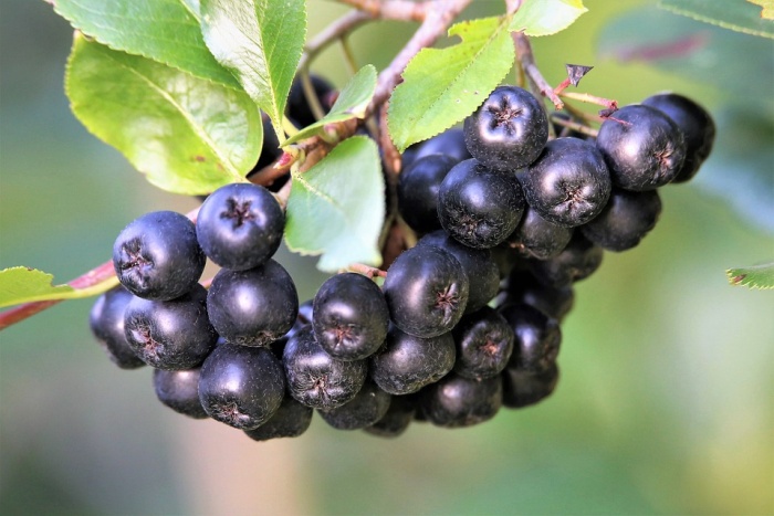 Aronia bobulky