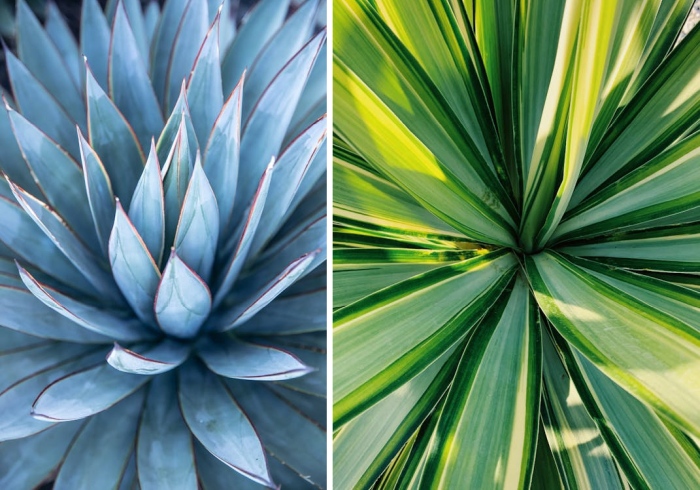 Yucca pestovanie, pexels