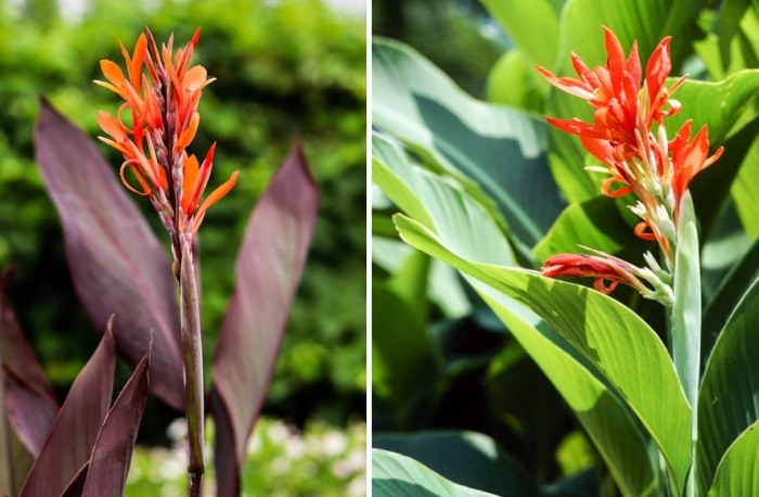 Kana indická, canna indica, foto: pexels