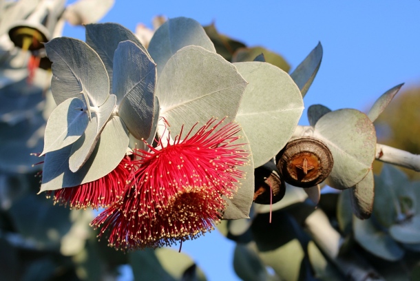 eukalyptus strom pestovanie