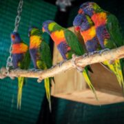 Voliéra s papagájmi