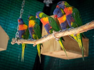 Voliéra s papagájmi