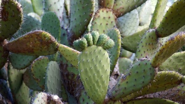 Opuncia kaktus
